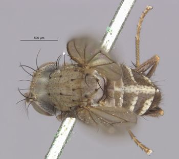 Media type: image;   Entomology 11129 Aspect: habitus dorsal view